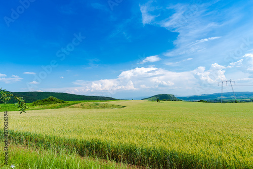 Summer landscape