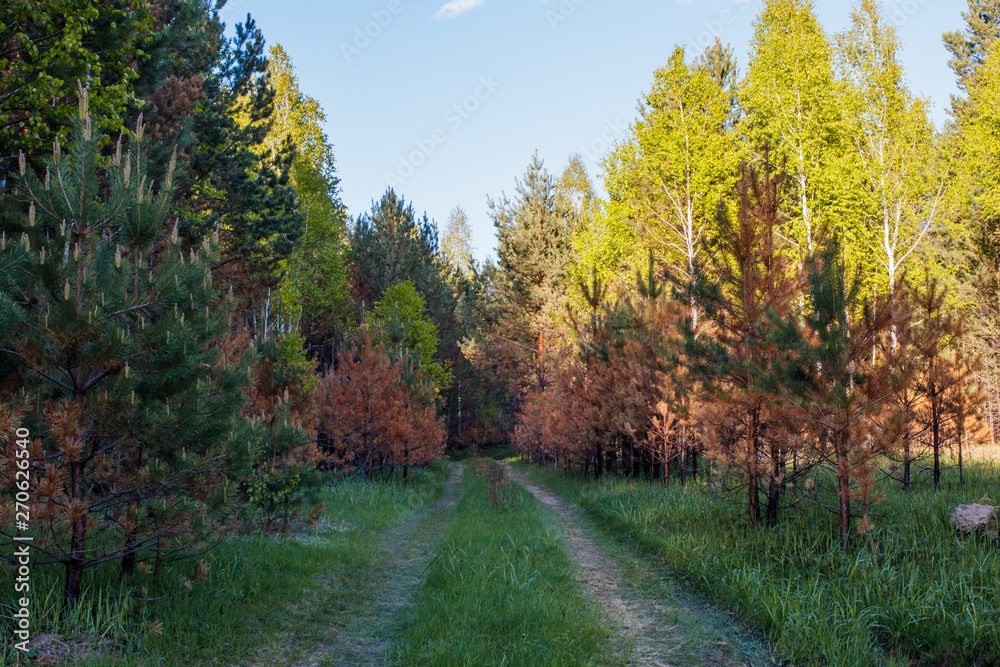 Naklejka premium Burnt young pines during bottom fire. Spring Forest.