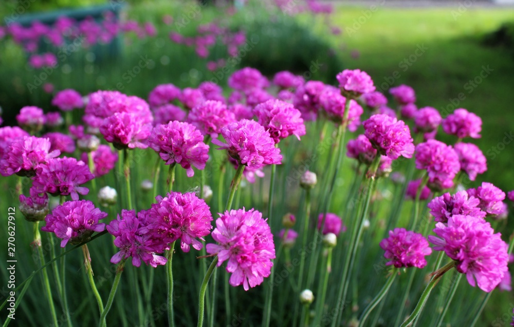 Armeria maritima, sea thrift, pink flowers bloom in the morning sunlight