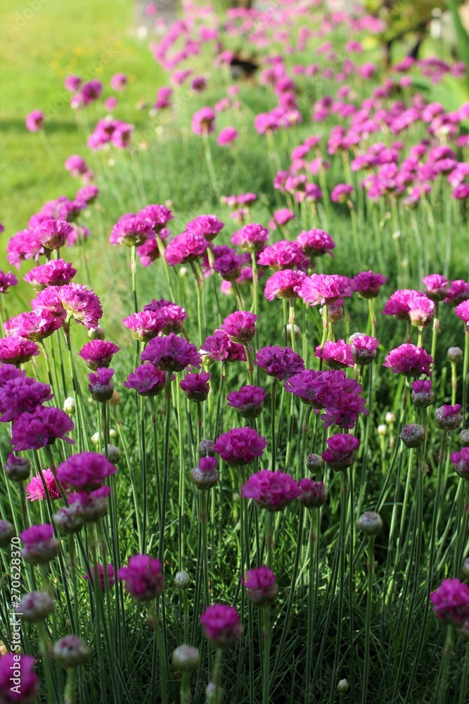 Armeria maritima, sea thrift, pink flowers bloom in the morning sunlight Armeria maritima, sea thrift, pink flowers bloom in the morning sunlight