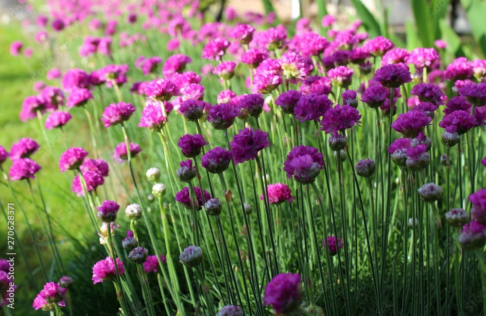 Armeria maritima, sea thrift, pink flowers bloom in the morning sunlight