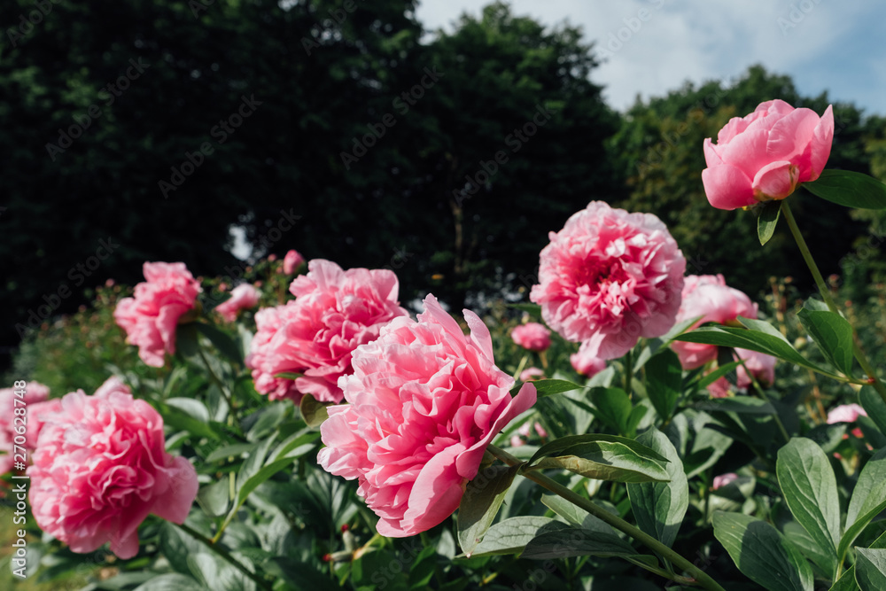 Many beautiful fluffy purple peony flowers blooming in the botanical garden