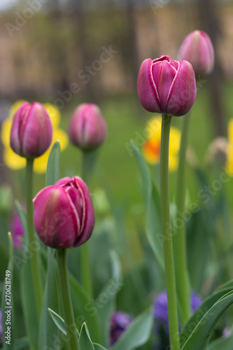 Fototapeta Naklejka Na Ścianę i Meble -  Spring flowers pink tulips. beautiful pink flowers.