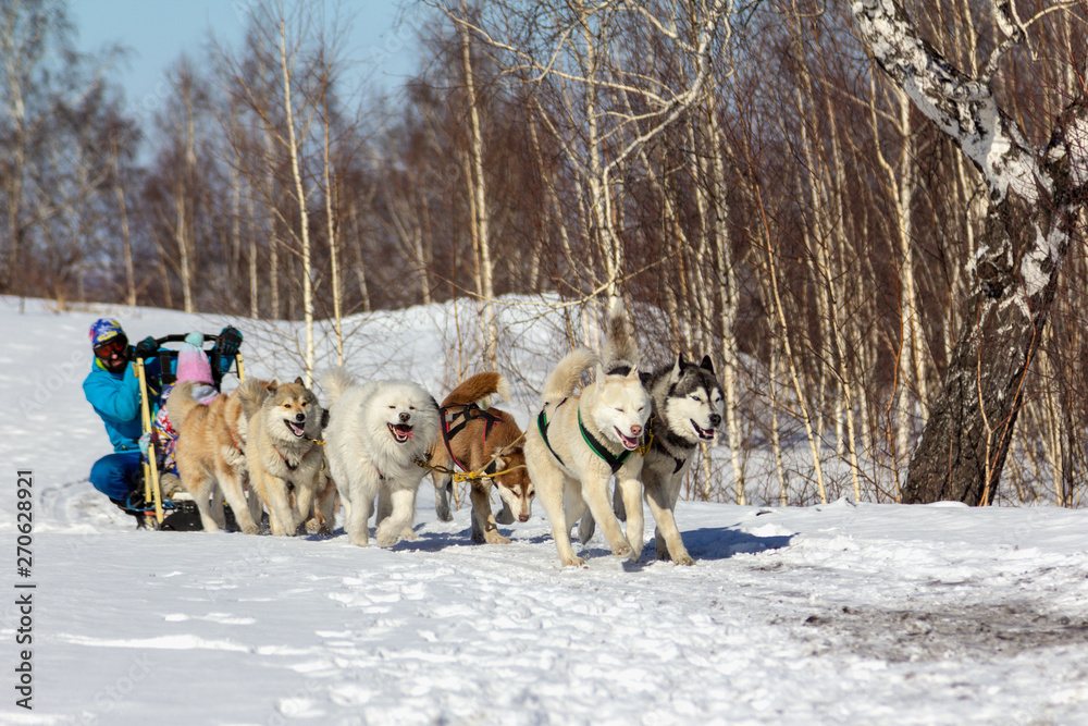 Husky sled dog team rides on the trampled snow. Husky sled dog team rides on the trampled snow.
