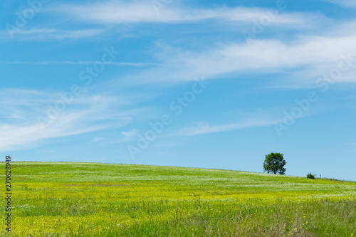 Tranquil scenic view of green grass field and white cloudy sky