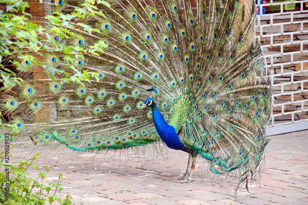 Obraz premium Peacock Pavo Cristatus with Outstretched Wings Walking