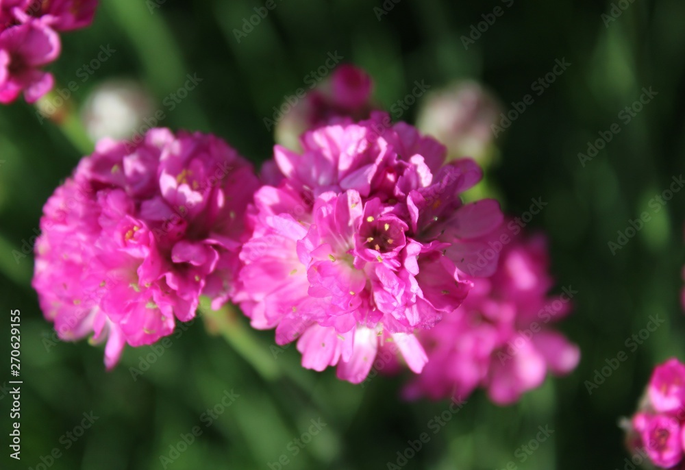 Sea thrift - Armeria maritima pink flowers bloom in the morning sunlight Sea thrift - Armeria maritima pink flowers bloom in the morning sunlight