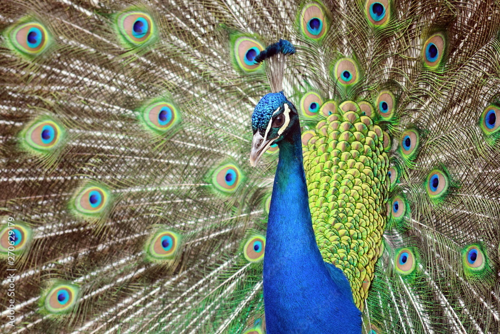 Obraz premium Peacock Beauty Pavo Cristatus with Outstretched Wings Portrait