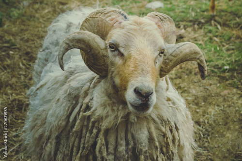 Ram staring