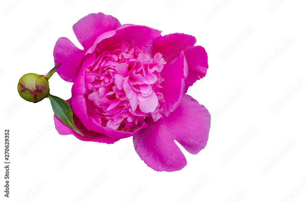 Peony flower. Peony is a flowering plant in the genus Paeonia. White background Peony flower. Peony is a flowering plant in the genus Paeonia. White background