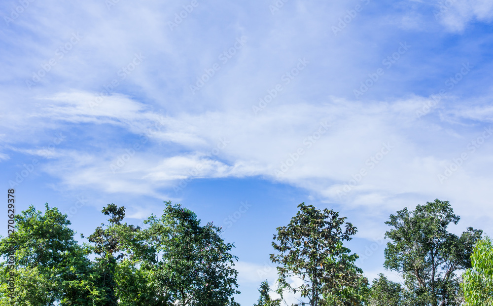 The background image of the sky and trees