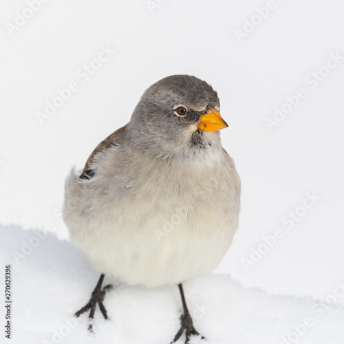 close-up snowfinch bird (montifringilla nivalis) in snow