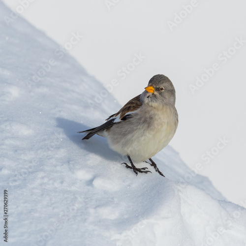 isolated snowfinch bird (montifringilla nivalis) in snow