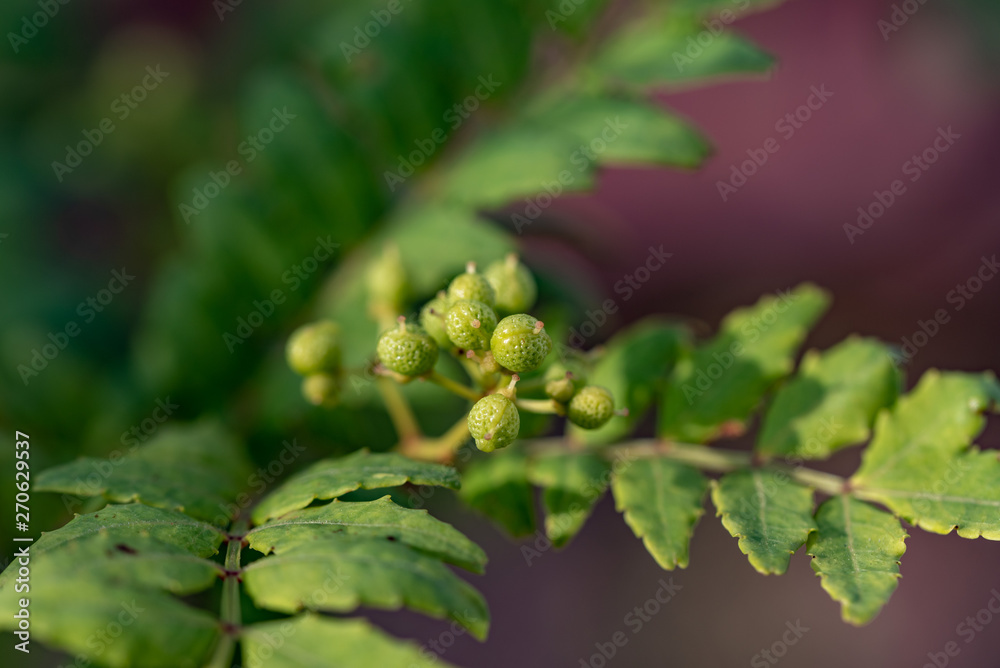 Young fruit of japanese pepper, on the branch, sansyo Young fruit of japanese pepper, on the branch, sansyo