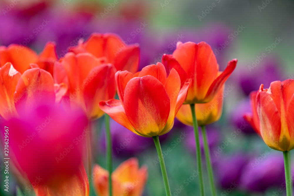 Red tulips flower, in full bloom Red tulips flower, in full bloom