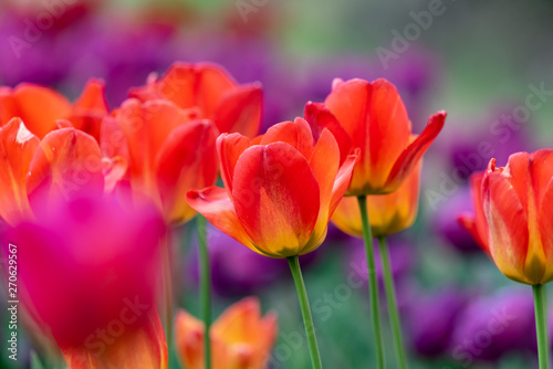 Red tulips flower  in full bloom