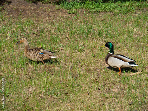 Two ducks walk in the city Park, Drake and duck.
