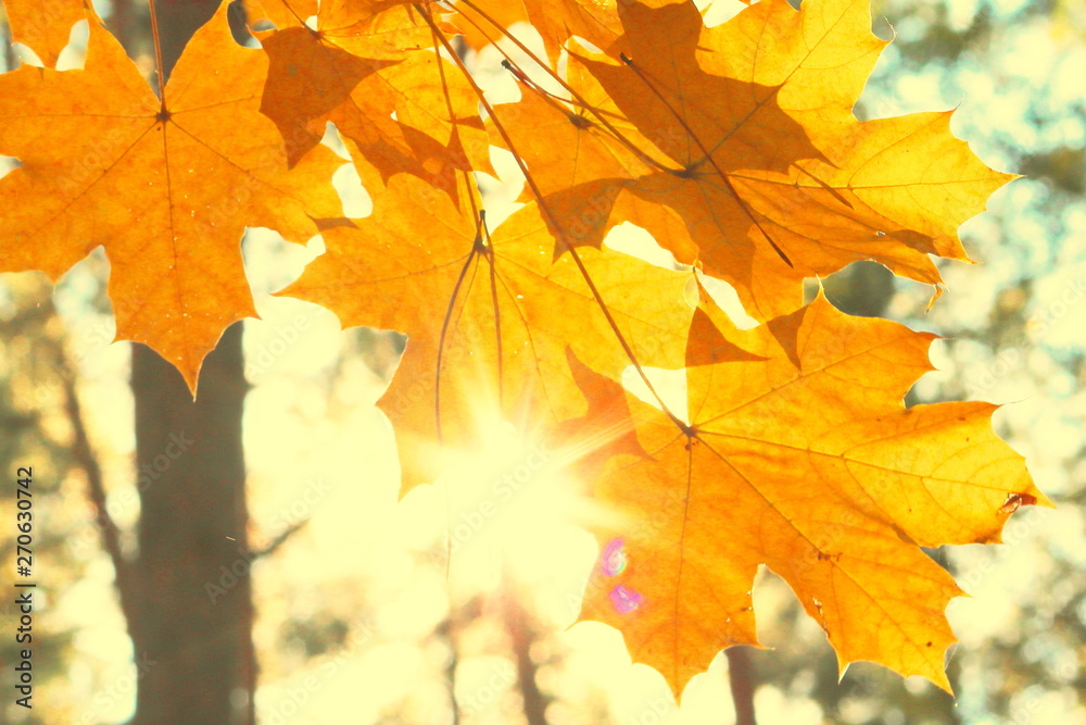 Bright yellow maple leaves close-up in autumn forest against backlight of sun Bright yellow maple leaves close-up in autumn forest against backlight of sun