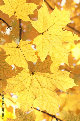 Bright yellow maple leaves close-up in autumn forest against backlight of sun