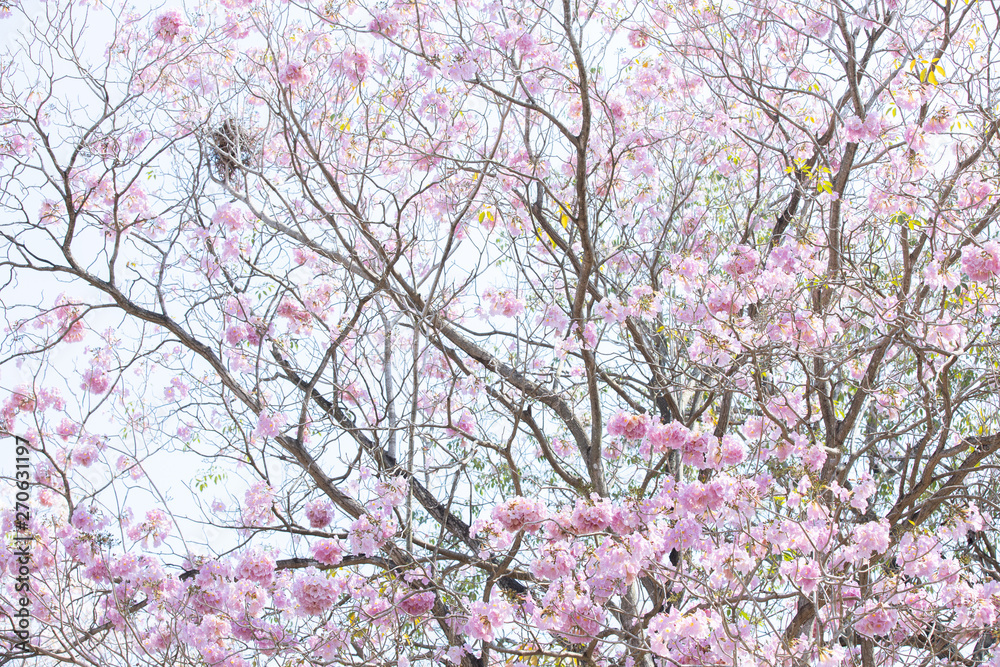 branch of Tabebuia rosea pink trumpet tree branch of Tabebuia rosea pink trumpet tree