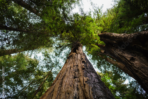 redwoods 5