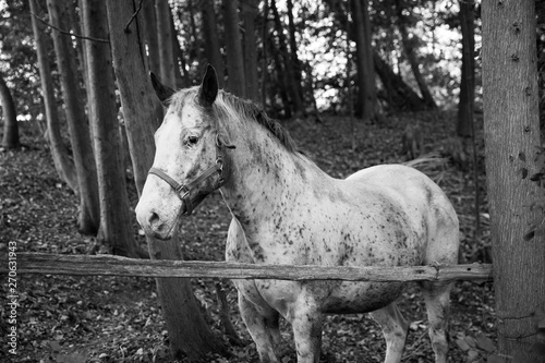 Black and white portrait of a speckled white horse standing in the woods photo