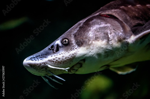 Sea fish swimming in aquarium