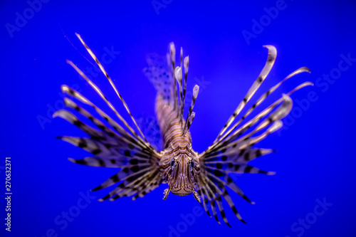 Beautiful sea fish in a blue aquarium © Dead_inside