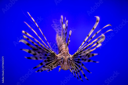 Beautiful sea fish in a blue aquarium