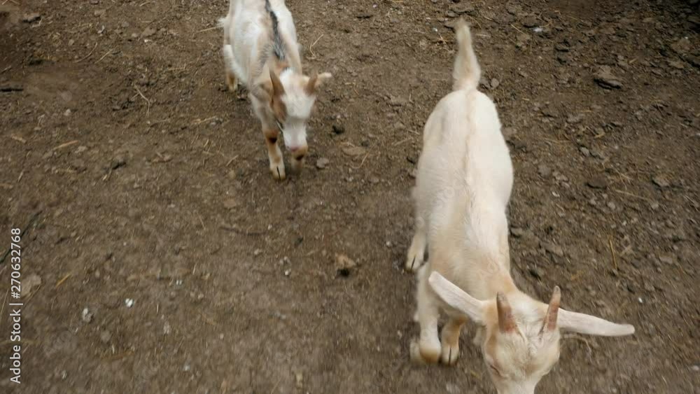 Goats Little kids. Posting video. Goat Selfie Goats in the yard. Domestic goats. Goats are playing. Close-up Goats Little kids. Posting video. Goat Selfie Goats in the yard. Domestic goats. Goats are playing. Close-up