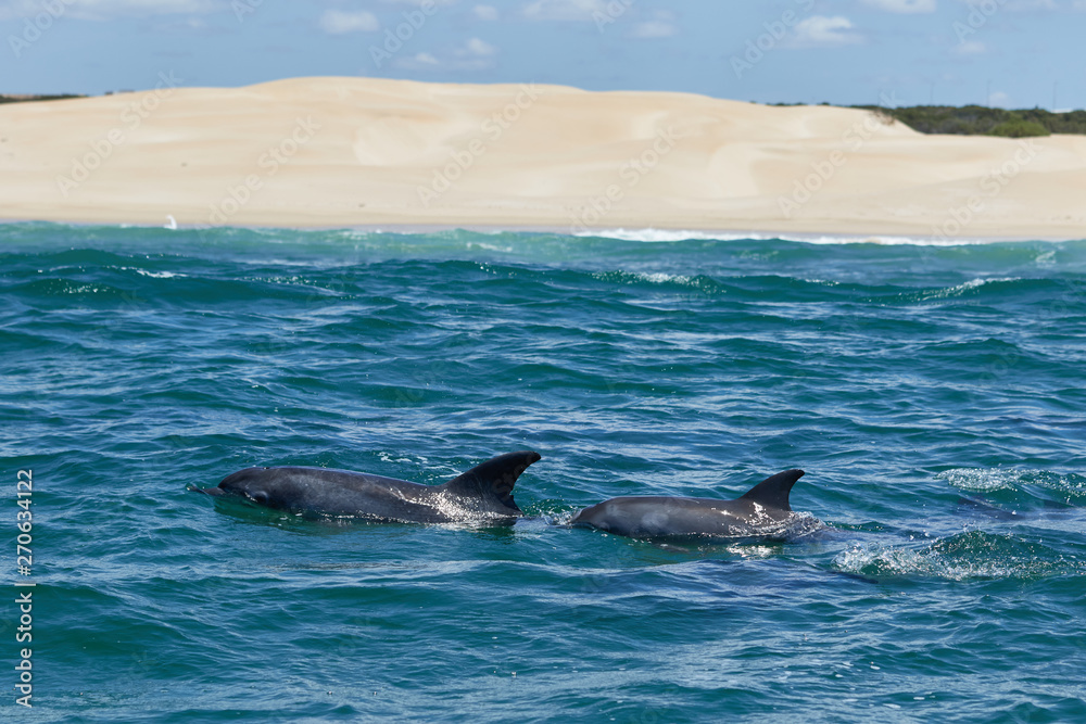 Obraz premium Bottlenose dolphins in the Algoa Bay