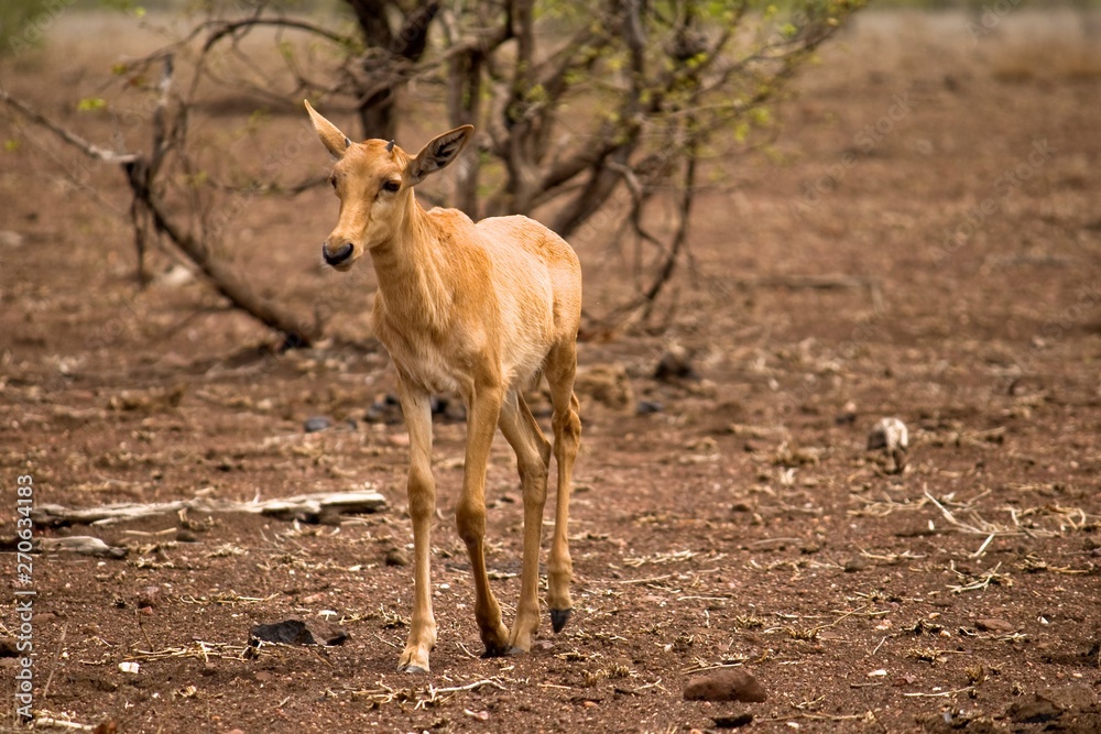 A young tsessebe in Kruger National Park A young tsessebe in Kruger National Park