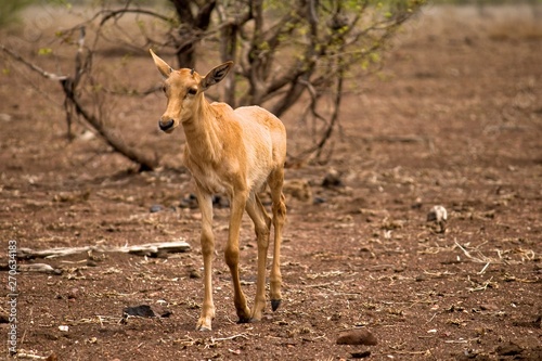 A young tsessebe in Kruger National Park
