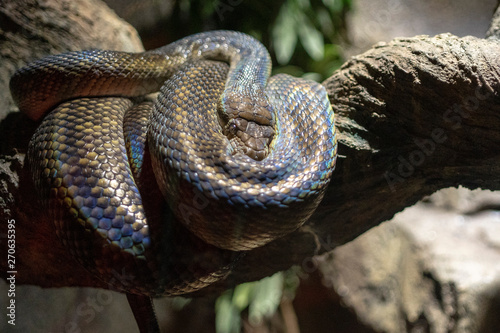 amethystine python in a terrarium