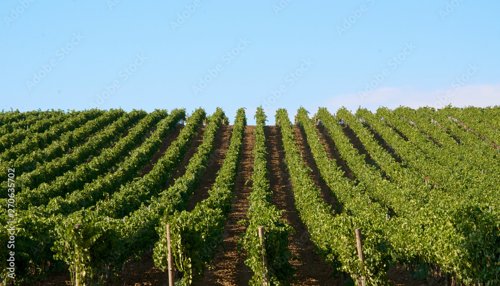 Vineyards landscape in Sicily