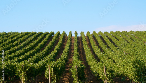 Vineyards landscape in Sicily