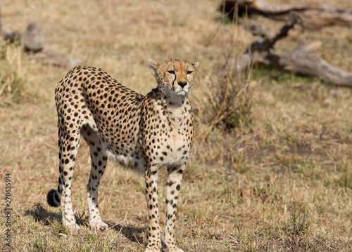 Closeup of a cheetah in the Savannah, Kenya