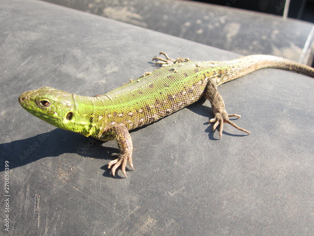 Fototapeta premium Green lizard basks in the sun