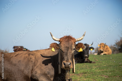 Portrait of grazing cow
