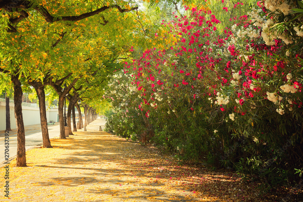 Naklejka premium Natural Summer flowers in Sevilla