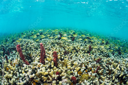 Shallow Coral Reef in The Bahamas photo