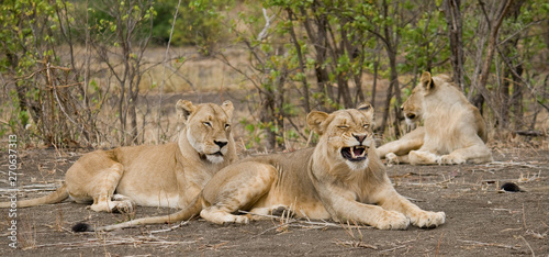 Photography Pride of lions in Kruger