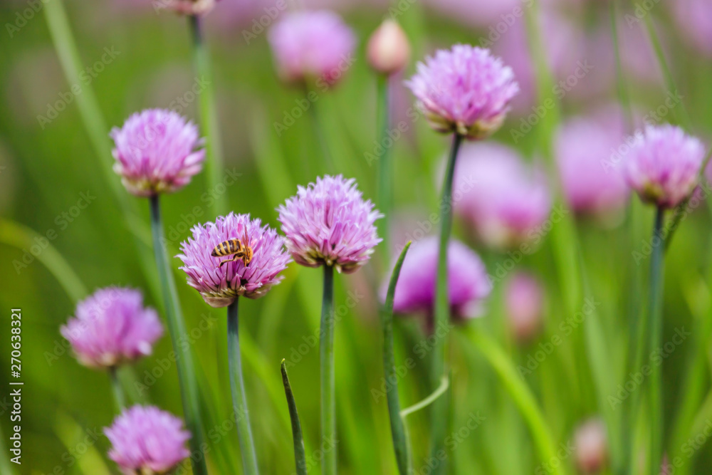 Chive herb blooming in spring time, agriculture field Chive herb blooming in spring time, agriculture field