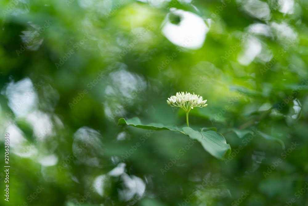 blossom and green leaves on background blossom and green leaves on background