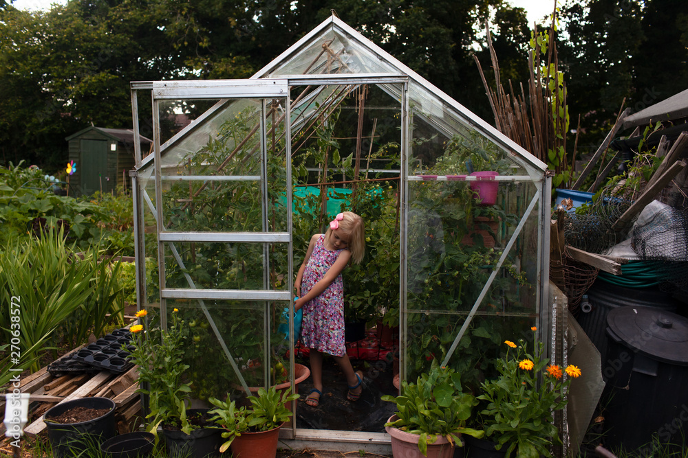Watering Tomatoes. Watering Tomatoes.