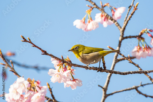 メジロと桜