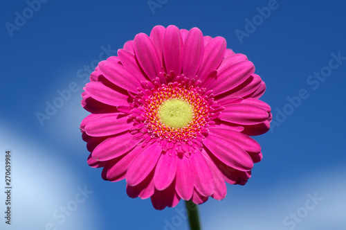 Pink gerbera against sky.