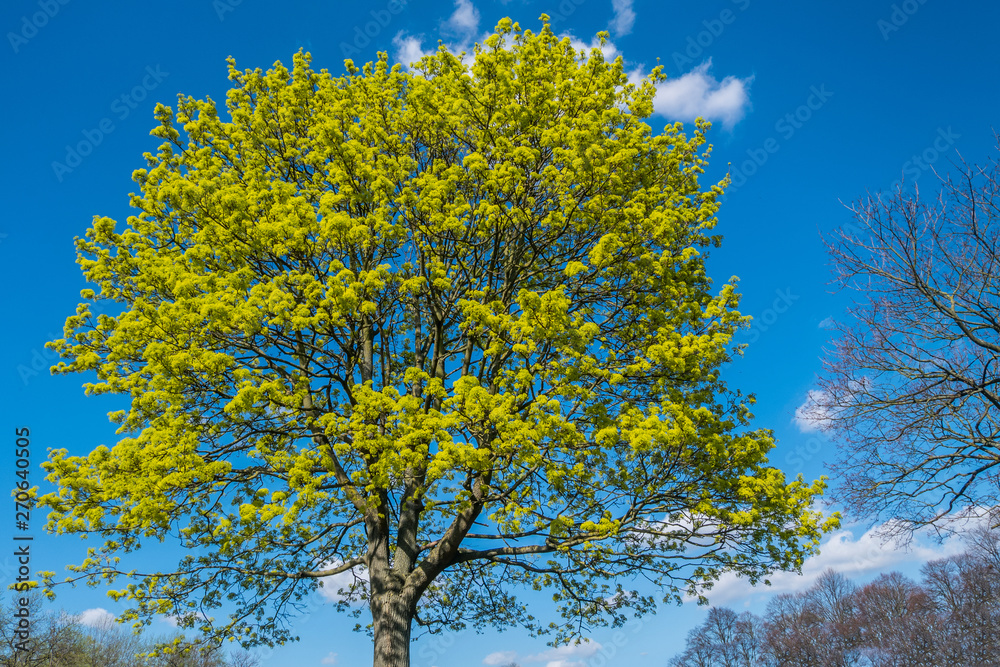 Trees that receive bright sunlight in the spring. Trees that receive bright sunlight in the spring.