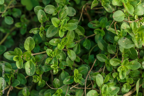 Wallpaper Mural Fresh Thyme plantation in the garden, close view from above Torontodigital.ca