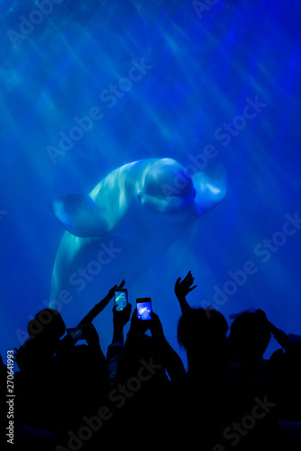 People watch and photograph a whale